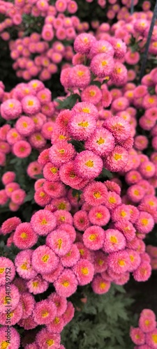 chrysanthemum flowers