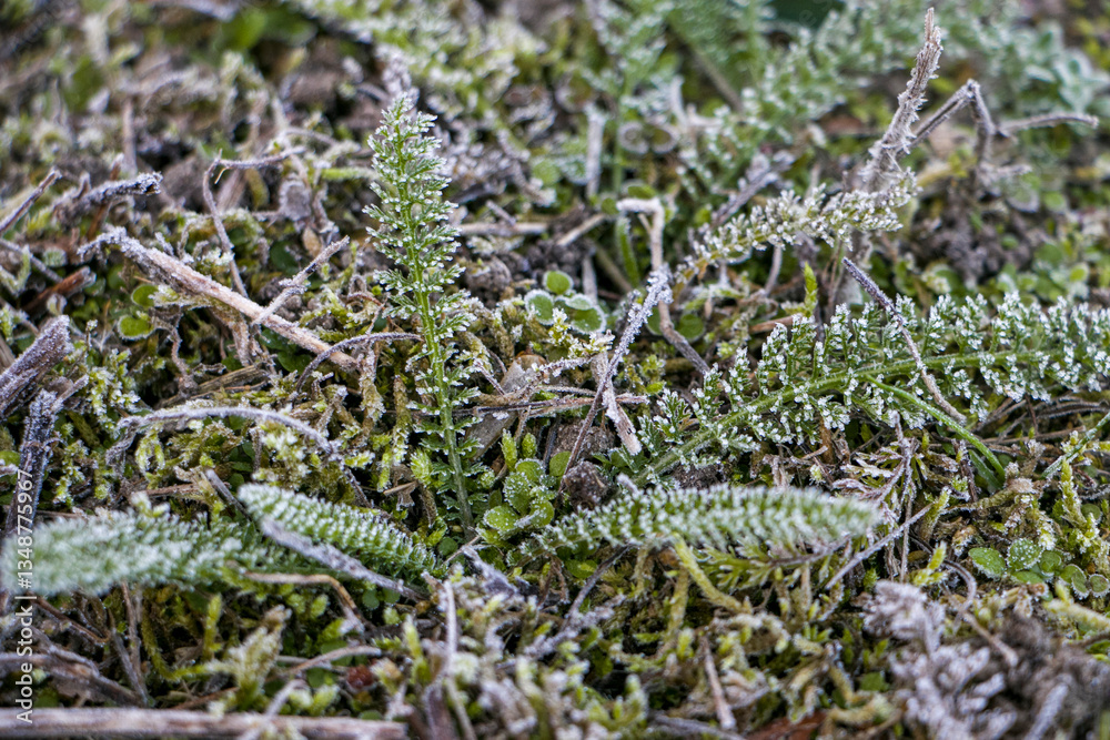 Naklejka premium Green leaves of plants covered with hoarfrost. Plants on a frosty white morning.