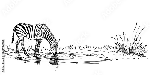 zebra drinking water on african savanna traditional doodle sketch hand made design vector