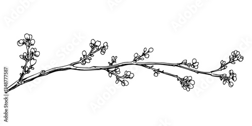 twig with young buds black and white outline, transparent background line art drawing illustration