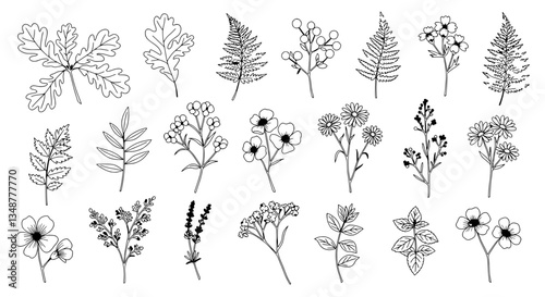 Floral Sketch Collection: Delicate sketches of various botanical elements, including leaves and flowers, meticulously crafted to showcase their exquisite details and forms.