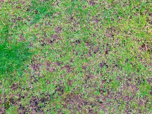 Green grass background texture on the field.