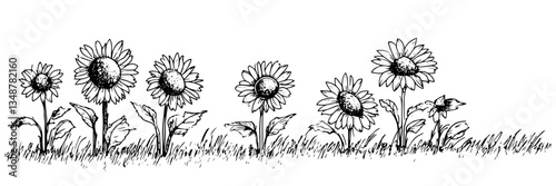 sunflowers in a field with bee vector doodle sketch engraving