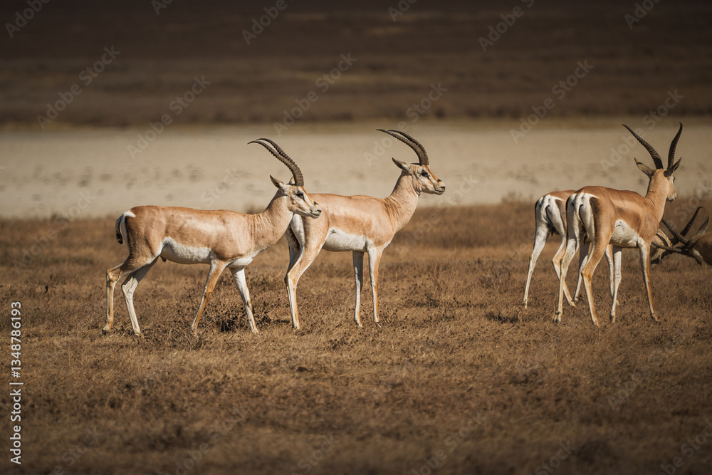 Naklejka premium Grant's gazelles walking in ngorongoro conservation area, tanzania