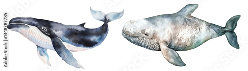 giant Gray whale, killer whale watercolor vector illustration, underwater ocean animal art isolated on white background