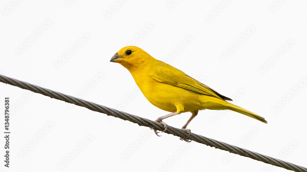 The saffron finch (Sicalis flaveola) is a tang from South America, common in open and semi-open areas in the lowlands outside the Amazon Basin.