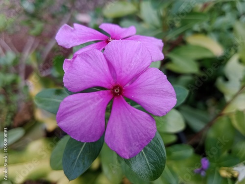 Blooming Beauty: The Elegance of Flowers