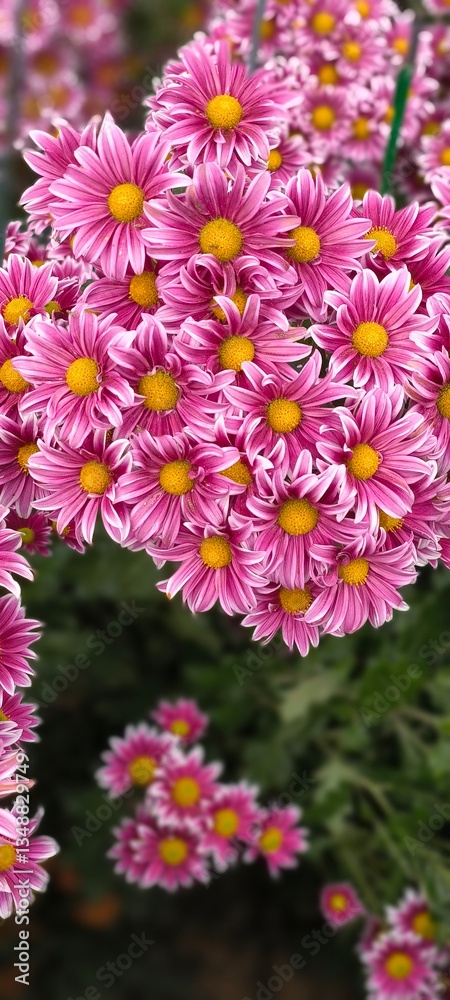 Fototapeta premium chrysanthemum flowers