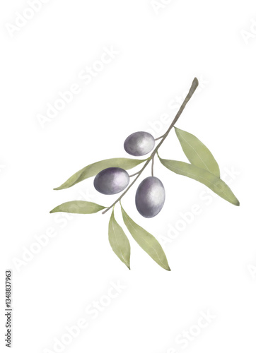 オリーブのイラスト