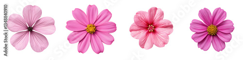 A close up view of several beautiful vibrant pink cosmos flowers blooming against a white background showcasing their delicate petals and vibrant colors