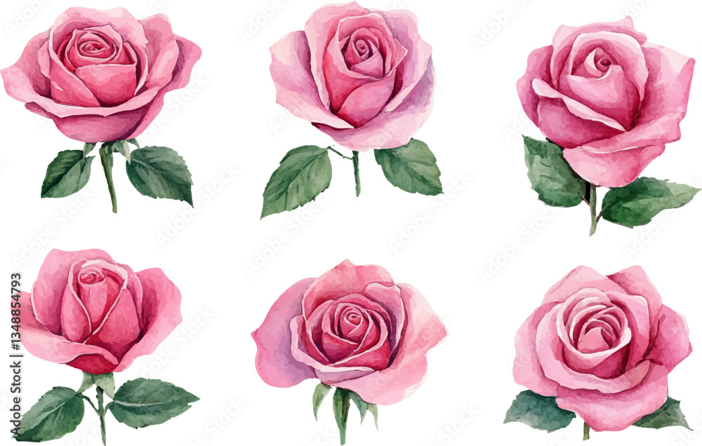 Fototapeta premium pink roses on white background