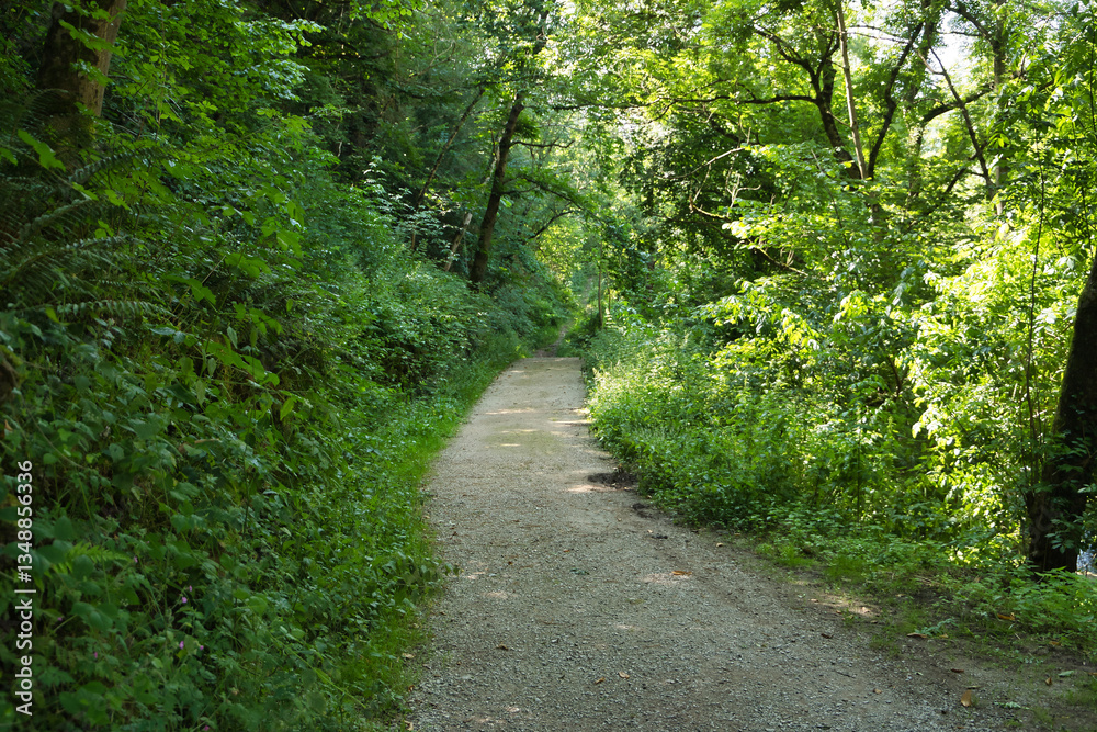 Small stone path surrounded by a lush green forest, ideal for walking and hiking in nature. Concept road, path, trail, mountain, nature. Small stone path surrounded by a lush green forest, ideal for walking and hiking in nature. Concept road, path, trail, mountain, nature.