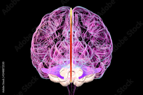 Human brain with highlighted falx cerebri and tentorium cerebelli, 3D illustration photo