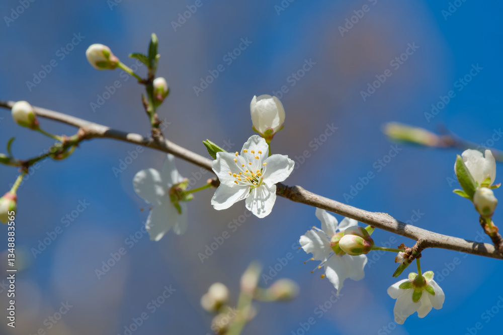cherry plum flower on the blue sky background close-up cherry plum flower on the blue sky background close-up