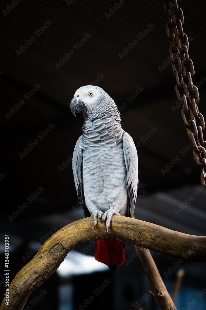Fototapeta premium African Grey Parrot (Psittacus erithacus)