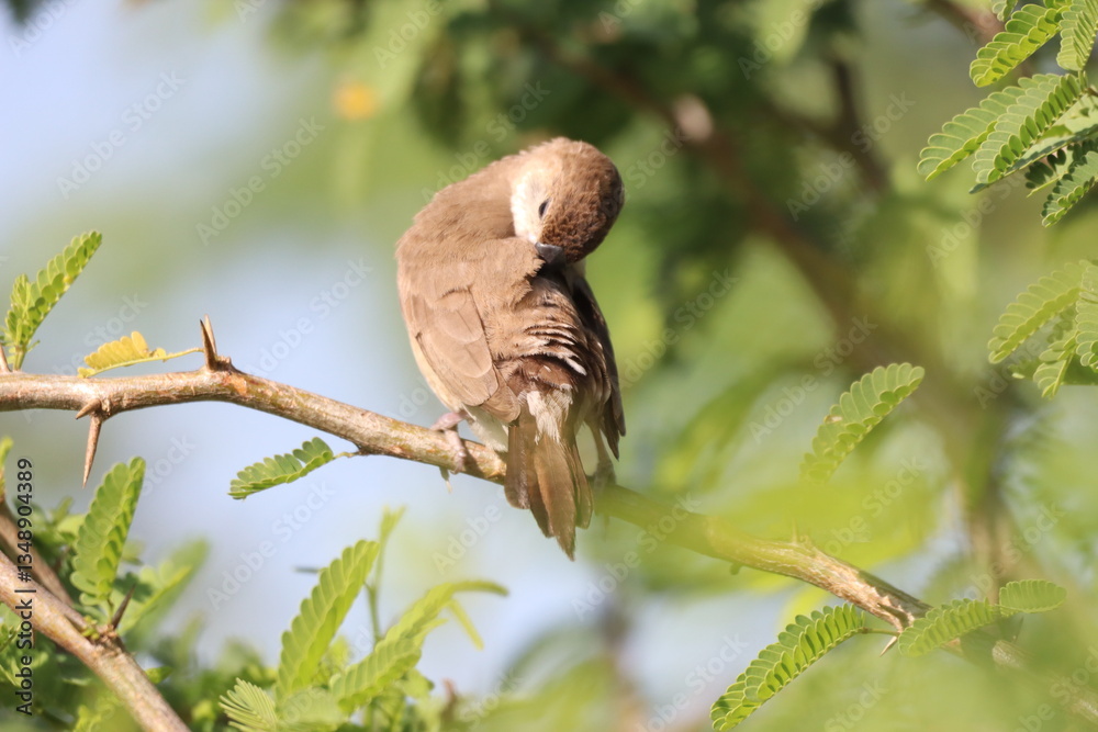 Bird on Tree Bird on Tree