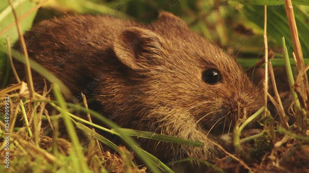 two mice in the grass two mice in the grass