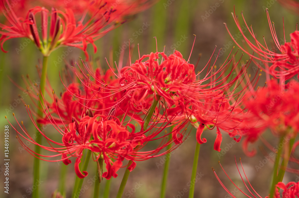 Red spider lily in Kitayama Park, Higashimurayama, Tokyo
ヒガンバナ、北山公園、東京都東村山市 Red spider lily in Kitayama Park, Higashimurayama, Tokyo
ヒガンバナ、北山公園、東京都東村山市