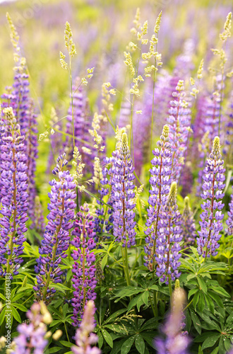 Beautiful flowers in summer. Wild meadow lupin . Low depth of field.