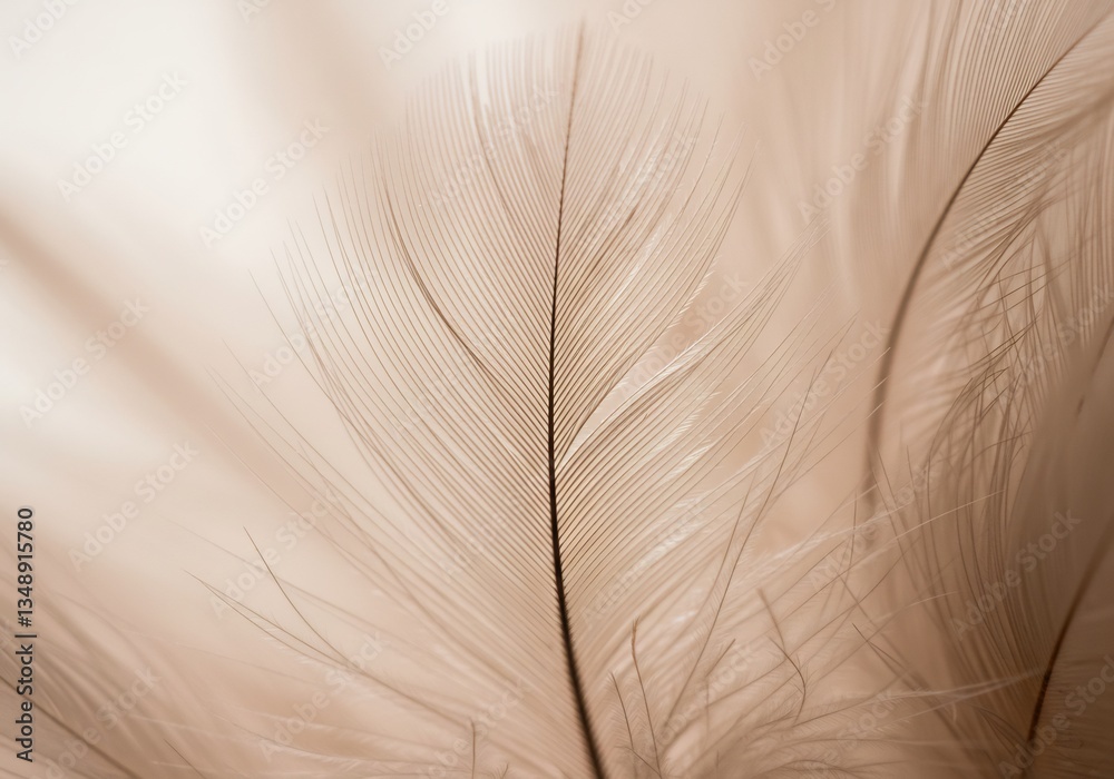 Obraz premium 柔らかな光に照らされた繊細な羽根 優しいベージュの質感