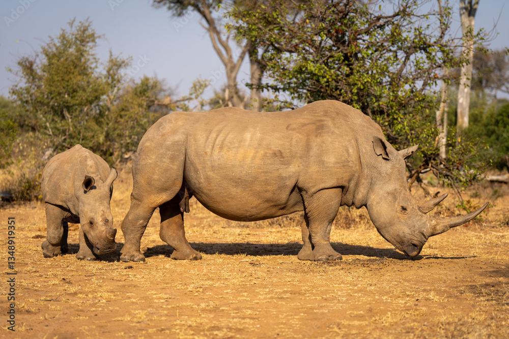 Obraz premium Calf walks round white rhino in clearing