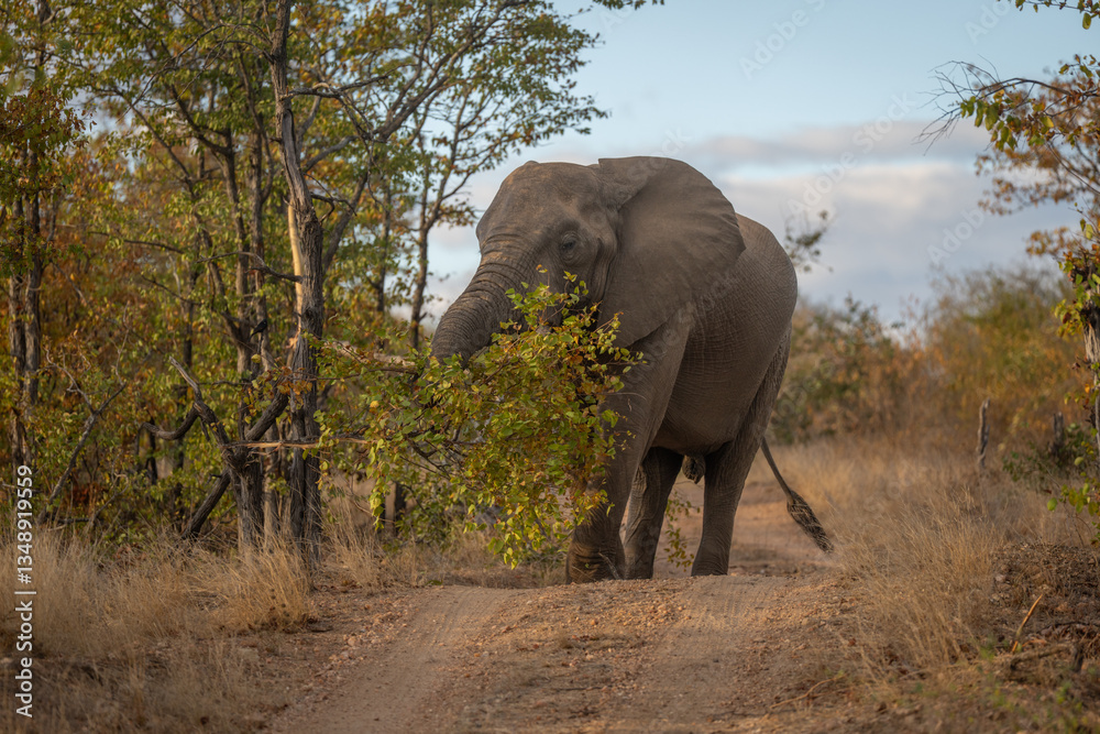 Obraz premium African elephant stands lifting branch with trunk