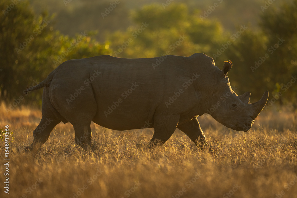 Fototapeta premium Backlit white rhino crosses grassland near bushes