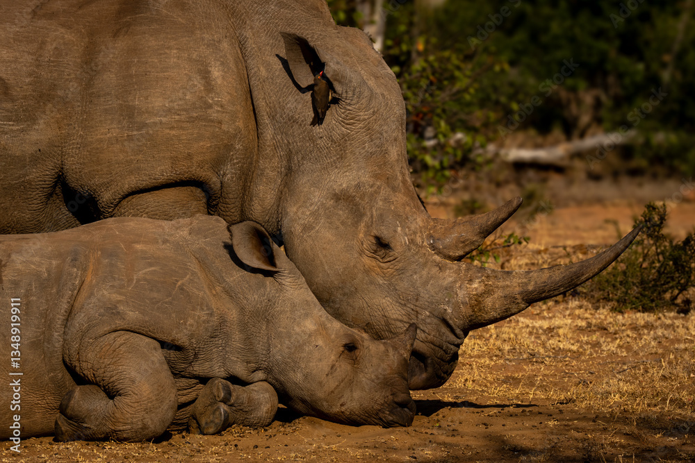 Obraz premium Close-up of white rhino standing with calf