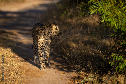 Female leopard stands on track in sunshine