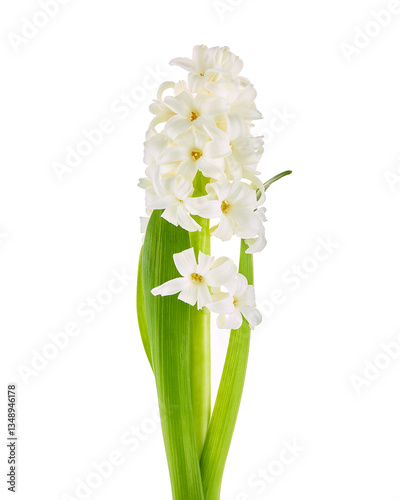 Close-up photo of white hyacinth on white background