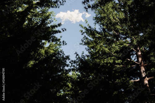 Green Pine Tree Canopy with Blue Sky and Cloud in Summer Forest - 3D Illustration