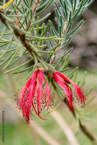 Beautiful Red Calothamnus Quadrifidus Flowers in Bloom