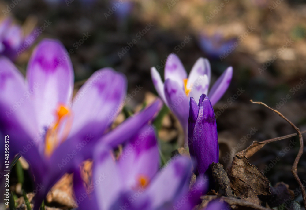 Spring purple crocuses