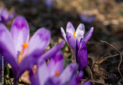 Obraz na płótnie Spring purple crocuses w salonie