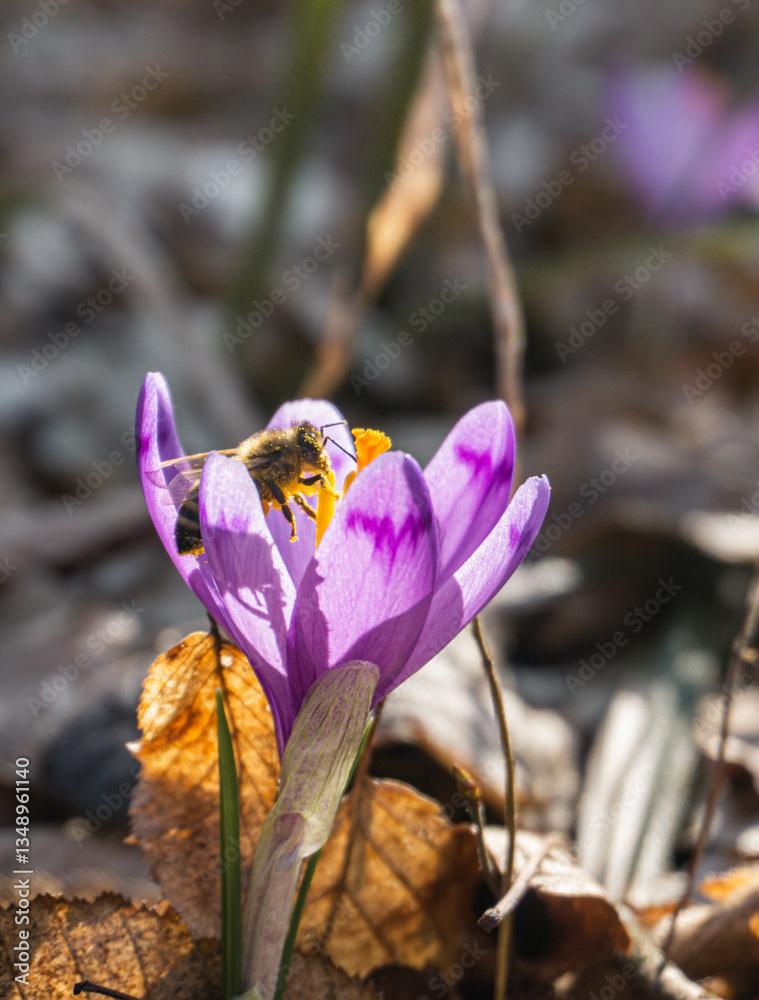 A bee on a fall purple crocus