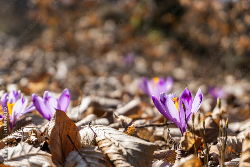 Spring purple crocuses