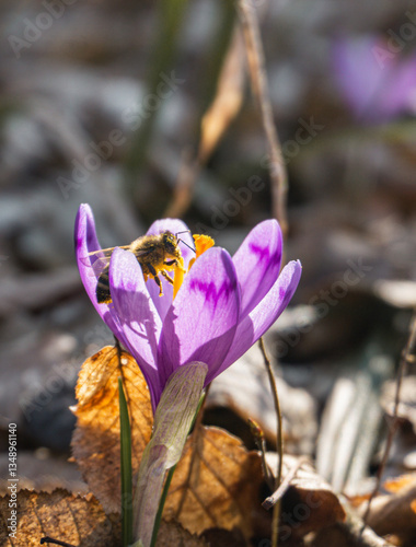 Obraz na płótnie A bee on a fall purple crocus w salonie