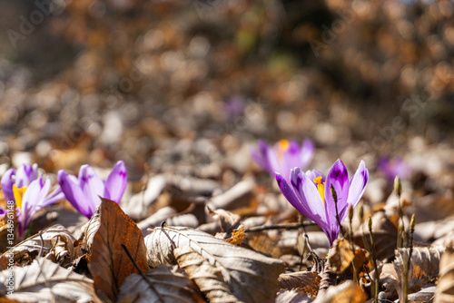 Obraz na płótnie Spring purple crocuses w salonie