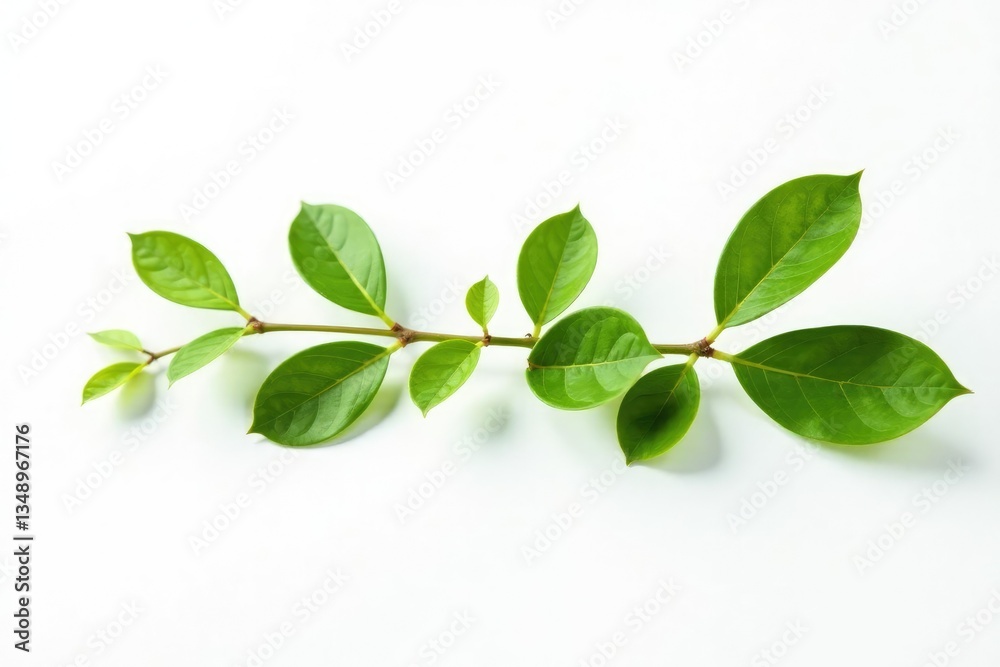 Obraz premium Small sprigs of leaves isolated on white background, organic, natural