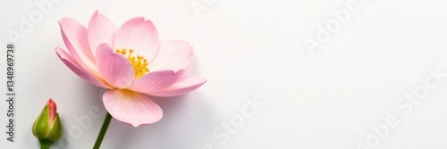 Delicate flower with soft petals on white background, blossoms, garden