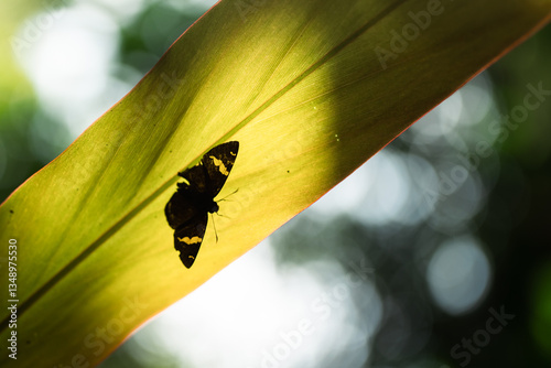 Green Leave Foliage Forest,...
