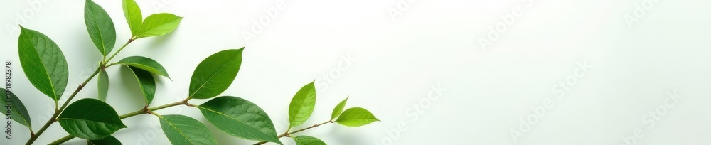 Naklejka premium Full-grown plant on white background with shadow, botanical, plant, nature