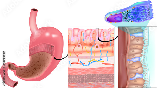 Surface Mucous Cells in Stomach Wall Structure. Human Stomach Layers and Foveolar Cell Diagram. Gastric Mucosa  and Stomach Epithelium with Surface Mucous Cells Illustration. Stomach Tissue Cross-Sect