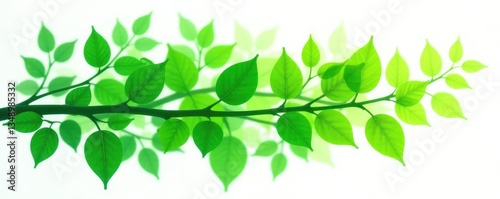 Branches of different shapes and sizes on white background, overlapping each other, shapes, overlap, green
