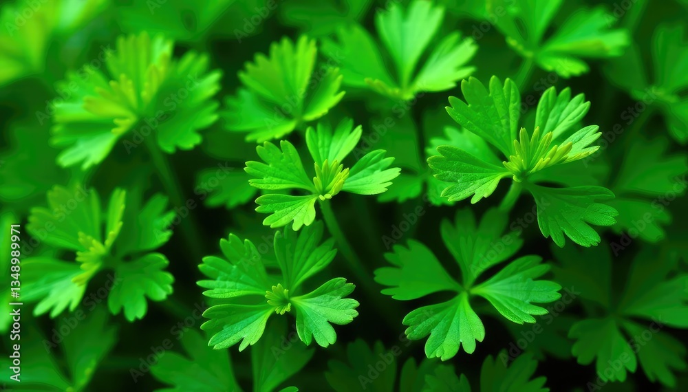 Close-up parsley sprigs forming a natural pattern, motif, cooking Close-up parsley sprigs forming a natural pattern, motif, cooking