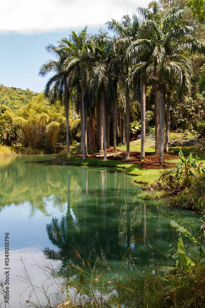 Palm trees, the tropical forest at the shore of the lake, Inhotim, Minas Gerais, Brazil.
