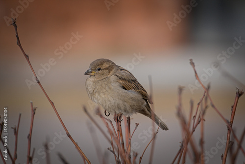 A close-up of a female city sparrow. A sparrow sitting on a bush.