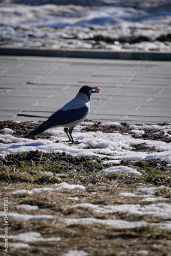 A gray crow sits on the ground and holds a piece of sausage in its beak.