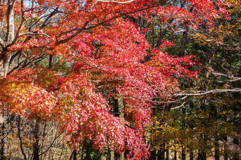 Autumn leaves-Nichien Momiji Liner, Nikko-Shiobara Momiji(Japanese maple) Road
紅葉-日塩もみじライン Autumn leaves-Nichien Momiji Liner, Nikko-Shiobara Momiji(Japanese maple) Road
紅葉-日塩もみじライン