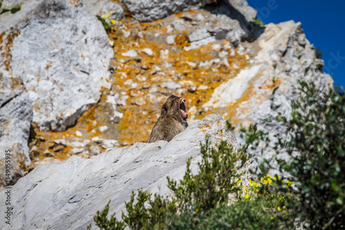 Apes/Monkeys of Gibraltar in a sunny day with background landscapes